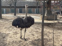 -石家庄市动物园