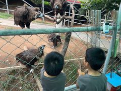 -西霞口神雕山野生动物世界