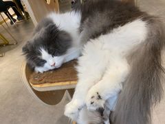 -飞行喵MR PILOT|猫舍·猫咖(静安大融城店)