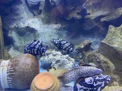 -芜湖新华联大白鲸海洋公园