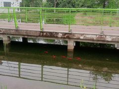 -金银湖国家城市湿地公园