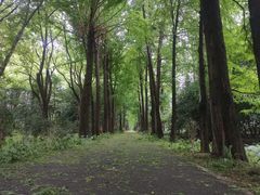 -上海滨江森林公园