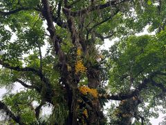 -西双版纳傣族园