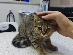 -瑞鹏·疫苗·绝育·宠物医院(广九店)