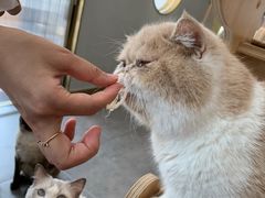 -飞行喵MR PILOT|猫舍·猫咖(静安大融城店)