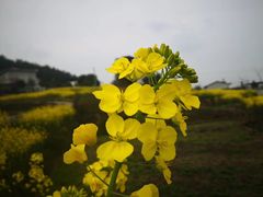 -篁岭景区