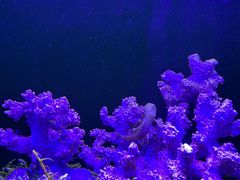 -欢乐海岸海洋奇梦馆