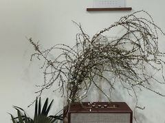 -猫里有甜