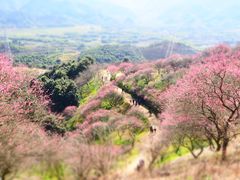 -新建村梅花