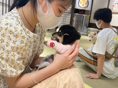 -逗柴咖啡屋·狗咖猫咖宠物桌游