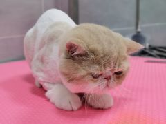 -宠福鑫康馨动物医院·骨科·眼科