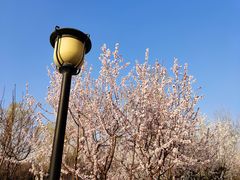 -永定河休闲森林公园