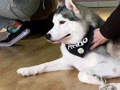 -Husky Go! 哈士奇体验馆·宠物咖啡厅狗咖