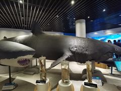 -青岛海底世界-水族馆