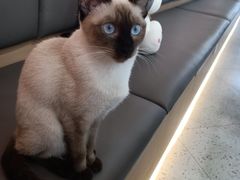 -喵园·猫主题咖啡厅·撸猫·猫咖(国贸店)