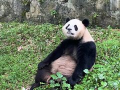 -都江堰中华大熊猫苑