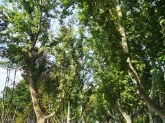 -汉长安城未央宫国家考古遗址公园