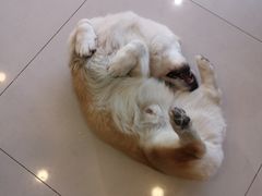 -平行世界·猫咖(首经贸店)