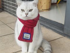 -lincat·猫舍(广州店)