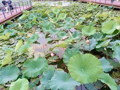 -月湖风景区