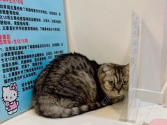 -御宝贝·A梦猫科宠物医院(国际猫友好医院)