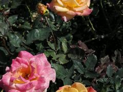 -人民公园(罗湖区)