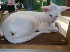 -飞行喵MR PILOT|猫舍·猫咖(静安大融城店)
