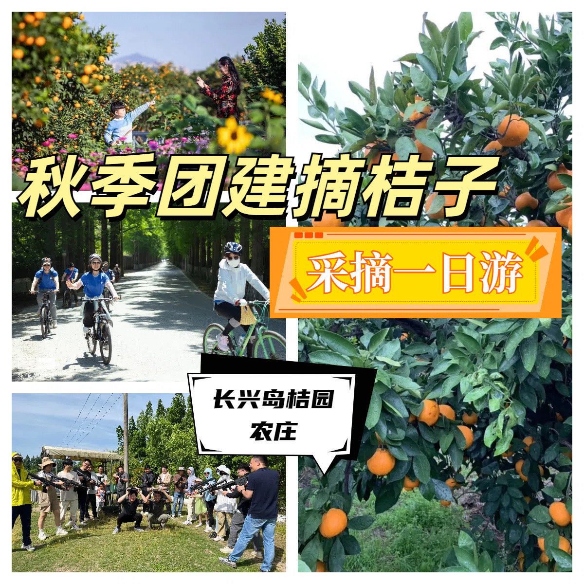 上海长兴岛桔园基地图片