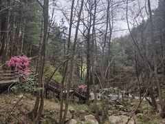 -王顺山国家森林公园