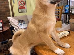 -more than meow吴止猫主题餐厅(承德 中船汇店)