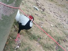 -泉州海丝野生动物世界