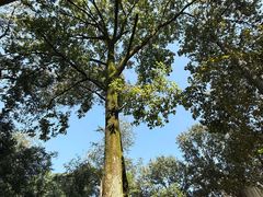 -南宁良凤江国家森林公园