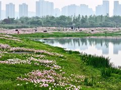 -洋湖国家湿地公园