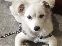 -小叮当动物医院·骨科·眼科