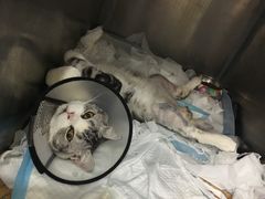 -伟伟宠物医院·CT影像中心·瑞派犬猫综合性门诊(汉口总院)