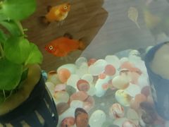 -清雅轩·清真菜·传统菜•融合菜(滑翔店)