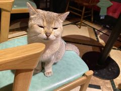 -猫色咖啡·猫咖