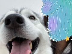 -星多哈·狗咖·拼豆·咖啡