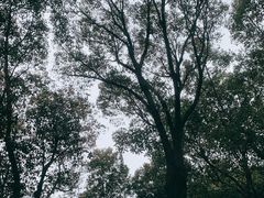 -昆山城市生态森林公园