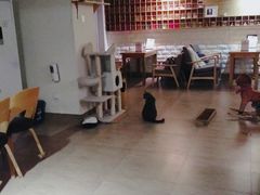 -猫咖时代(中山亭店)