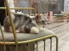 -BABIT巴比特宠物(MOMOPARK店)