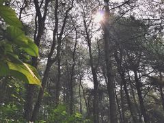 -铁山坪森林公园