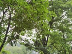 -青龙山国家森林公园