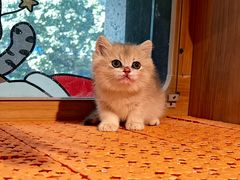 -欣宠猫屋·矮脚拿破仑·蓝金金渐层