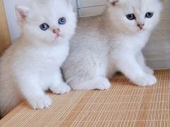 -爱宠屋pet shop·宠物洗澡·宠物美容