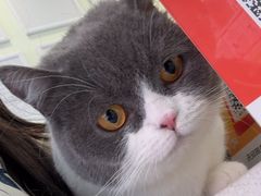 -艾吉宠物医院·疑难杂症转诊中心·猫友好(碧江路院)