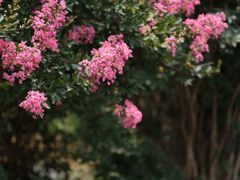 -花开海上生态园