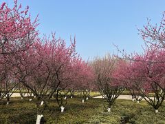 -香雪海