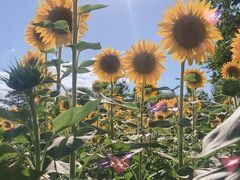 -奥林匹克森林公园南门-停车场