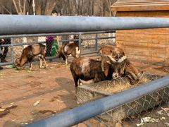 -长白岛森林公园